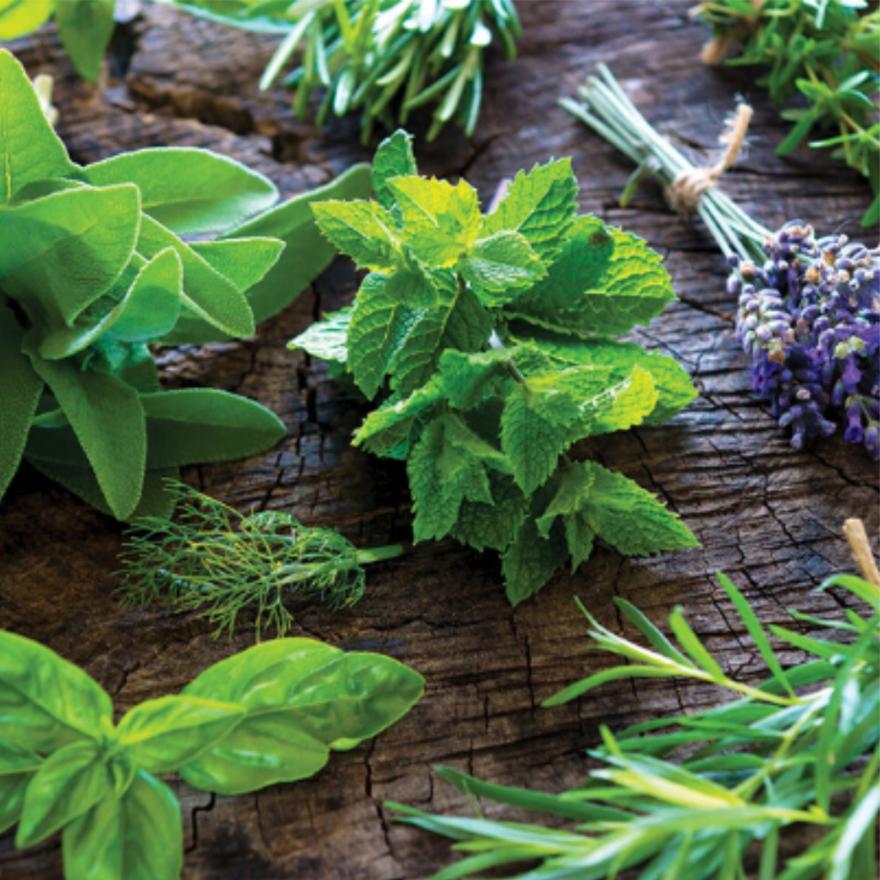 Manfaat Tanaman Obat Untuk Kesehatan